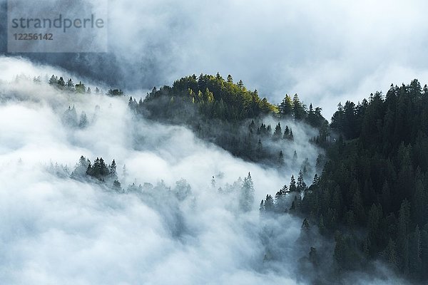 Bergwald mit Frühnebel  Wilder Kaiser  Scheffau  Tirol  Österreich  Europa