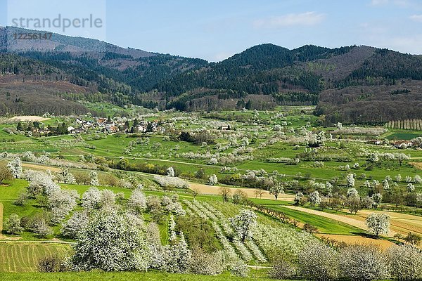 Blühende Streuobstwiesen  Kirschblüte  auf dem Rücken von Bergkämmen Blauen  Obereggenen  Markgräflerland  Schwarzwald  Baden-Württemberg  Deutschland  Europa