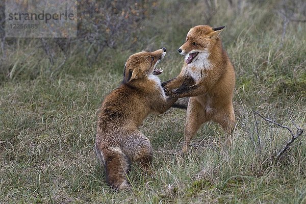 Rotfüchse (Vulpes vulpes)  zwei kämpfende Männchen  Nordholland  Niederlande