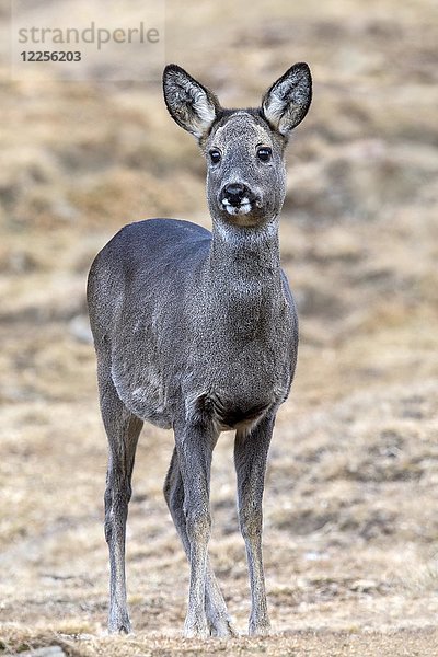 Europäisches Rehwild (Capreolus capreolus)  weiblich  Praxmar  Tirol  Österreich  Europa