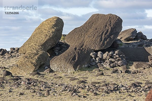 Moai-Körper  Ahu Hanga Te' e  Vaihu  die gebogene Ahu-Ruine  Osterinsel  Valparaiso  Chile  Polynesien  Ozeanien  Südamerika