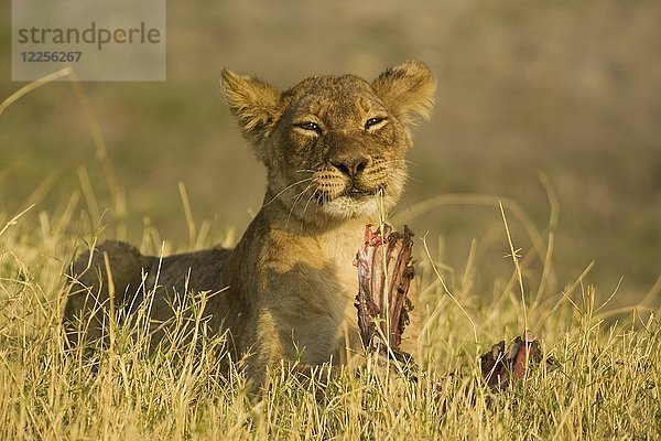 Löwe (Panthera leo)  Jungtier scheint mit der Mahlzeit zufrieden zu sein  Chobe National Park  Botswana  Afrika