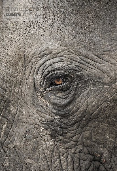 Afrikanischer Elefant (Loxodonta africana)  Auge  Nahaufnahme  Marabou Pan  Chobe District  Botswana  Afrika