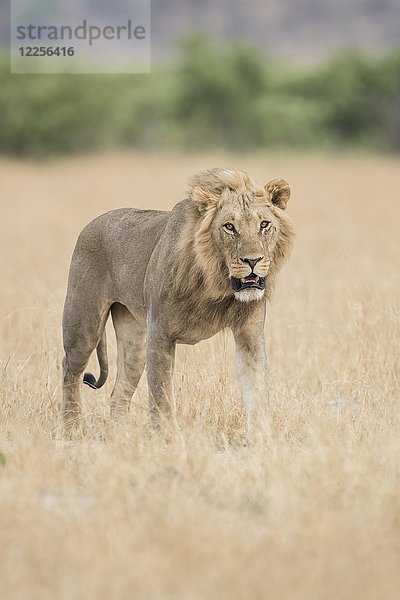 Löwe (Panthera leo)  Junges Männchen wandert durch Grassavanne  Savuti  Chobe-Nationalpark  Chobe-Distrikt  Botswana  Afrika