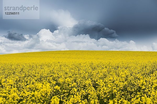 Blühendes Rapsfeld mit dunklen Wolken  Baden-Württemberg  Deutschland  Europa