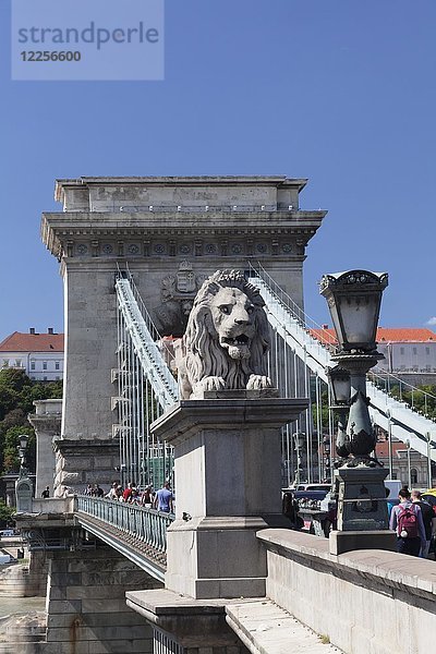 Löwenstatue an der Széchenyi Kettenbrücke  Budapest  Ungarn  Europa