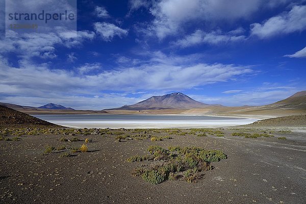 Typische Landschaft an der Laguna Hedionda  Lagunenroute  Provinz Nor Lípez  Departement Potosi  Bolivien  Südamerika