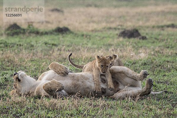 Löwe (Panthera leo)  Jungtiere klettern auf Damm  Savuti  Chobe-Nationalpark  Chobe-Distrikt  Botswana  Afrika