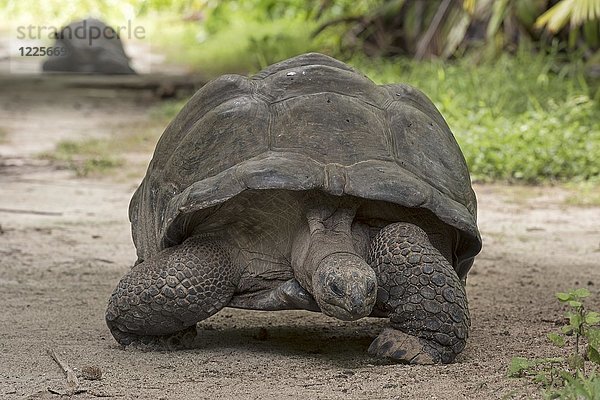 Aldabra-Riesenschildkröte (Aldabrachelys gigantea) auf der Vogelinsel  Seychellen  Indischer Ozean  Afrika