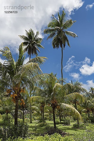 Palmenhain mit orangefarbenen Kokosnüssen in La Digue  Seychellen  Indischer Ozean  Afrika