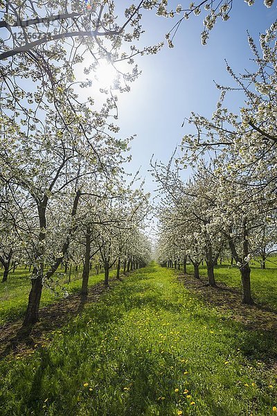 Kirschblüte  Obstplantage  Obereggenen  Markgräflerland  Schwarzwald  Baden-Württemberg  Deutschland  Europa