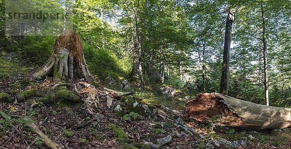 Totholz in Österreichs letzten Urwäldern  Primärwald  Nationalpark Kalkalpen  Oberösterreich  Österreich  Europa