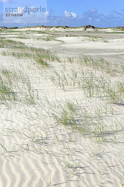 Dünenlandschaft mit wellenförmiger Struktur in weißem Sand  Riffel  Norderney  Ostfriesische Inseln  Nordsee  Niedersachsen  Deutschland  Europa
