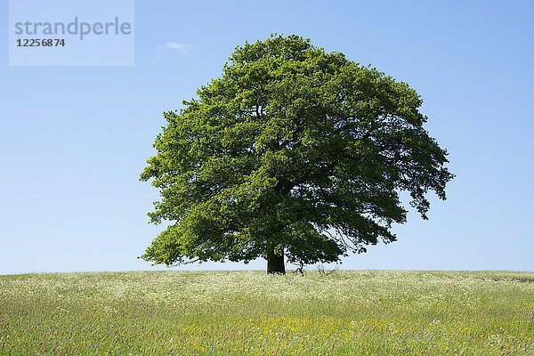 Alte Stieleiche (Quercus robur) in blühender Wiese  Solitärbaum  Thüringen  Deutschland  Europa