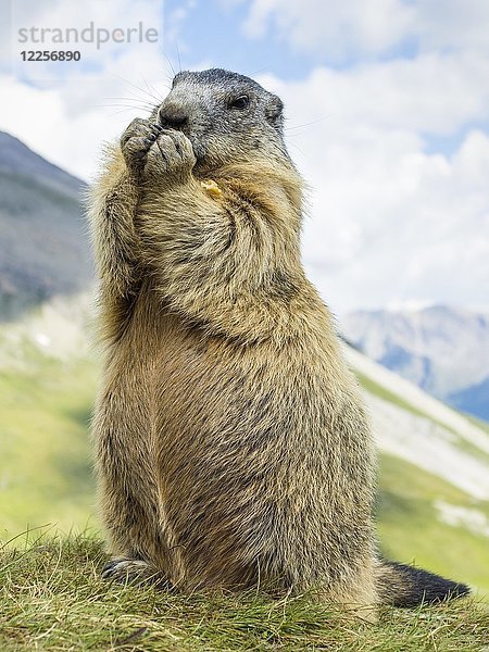 Murmeltier (Marmota) frisst stehend  Großglockner  Kärnten  Österreich  Europa