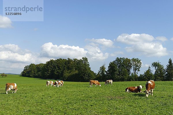 Kühe auf der Weide  Wackersberg  Oberbayern  Bayern  Deutschland  Europa