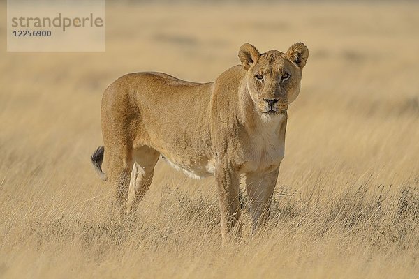 Löwin (Panthera leo) im trockenen Grasland  Etosha-Nationalpark  Namibia  Afrika