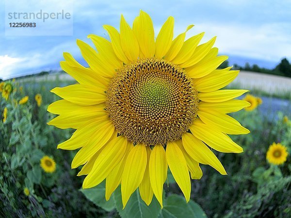 Sonnenblume (Helianthus)  Sonnenblumenfeld  Nordrhein-Westfalen  Deutschland  Europa