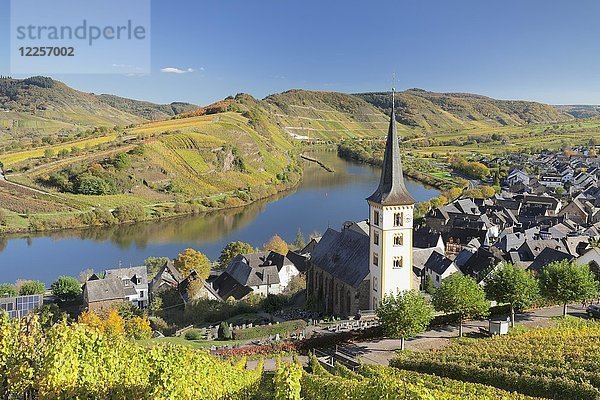 Weinberg an der Moselleschleife bei Bremm  Bremmer Calmont  Mosel  Rheinland-Pfalz  Deutschland  Europa