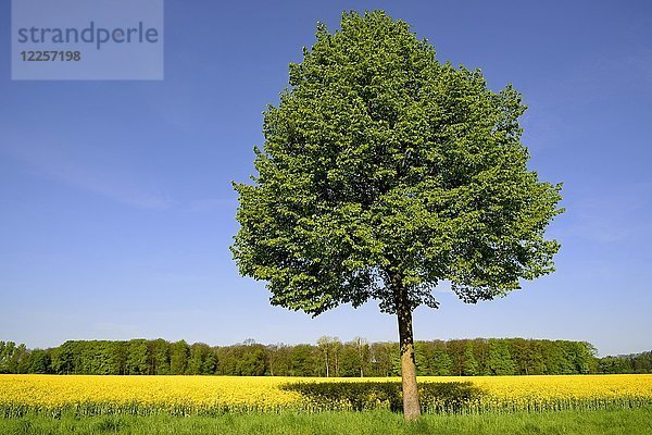 Linde (Tilia) am Rapsfeld (Brassica napus) mit blauem Himmel  Deutschland  Europa