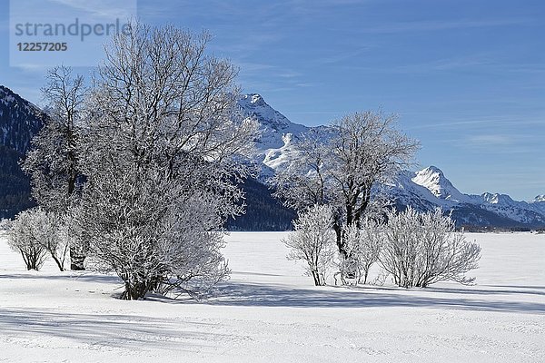 Bäume mit Raureif auf dem zugefrorenen Silvaplanersee  Silvaplana  Oberengadin  Kanton Graubünden  Schweiz  Europa