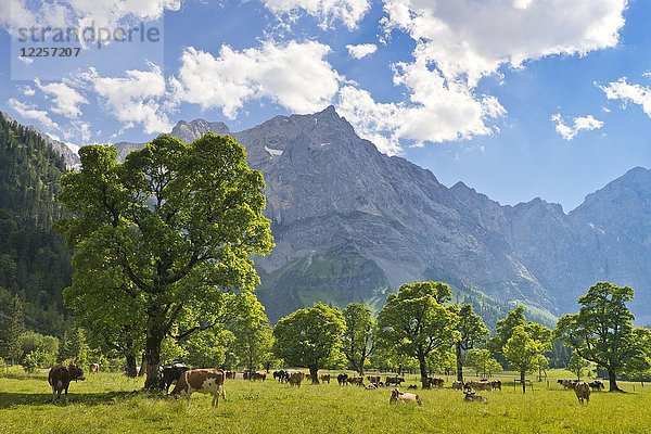 Weidende Kühe auf der Eng-Alm  Großer Ahornboden  Karwendel  Tirol  Österreich  Europa