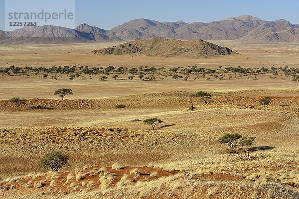 Karges Grasland  Gondwana Namib Park  nahe Sesriem  Hardap Region  Namibia  Afrika