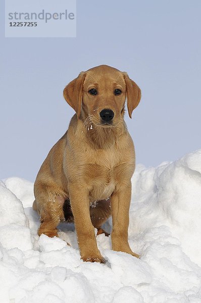 Labrador Retriever  gelb  Welpe 10 Wochen  sitzend im Schnee