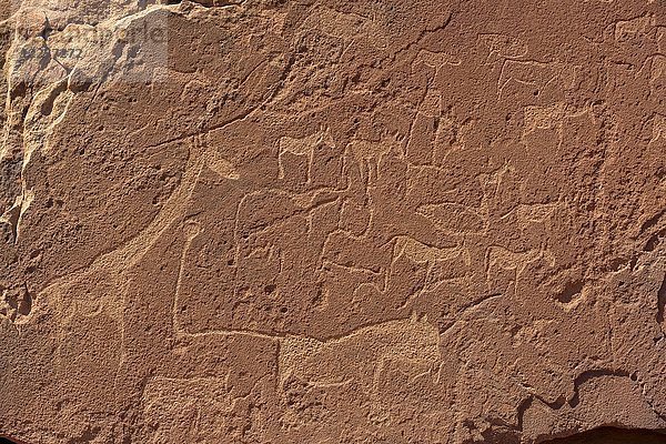 Neolithische Felsgravuren mit verschiedenen Tieren  Twyfelfontein  Region Kunene  Namibia  Afrika