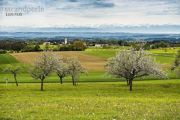 Blühende Obstbäume vpot Schweizer Alpenpanorama  Blick vom höchsten Punkt  Bodensee  Baden-Württemberg  Deutschland  Europa