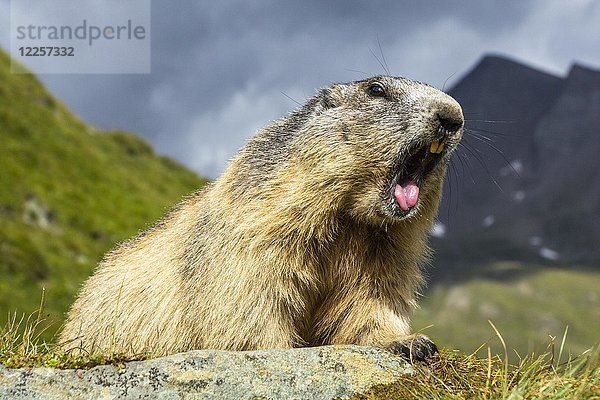 Murmeltier (Marmota) gähnt auf einer Wiese  Großglockner  Kärnten  Österreich  Europa