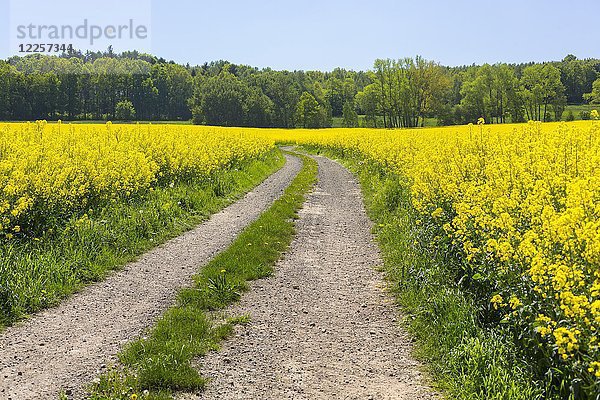 Weg durch blühende Rapsfelder  Sachsen  Deutschland  Europa