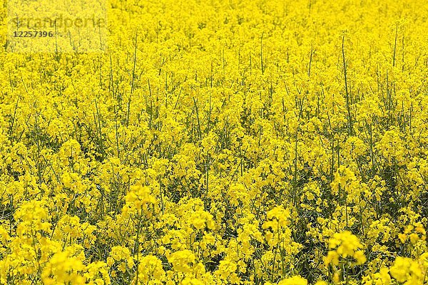 Raps (Brassica napus)  blühendes Feld  Sachsen  Deutschland  Europa