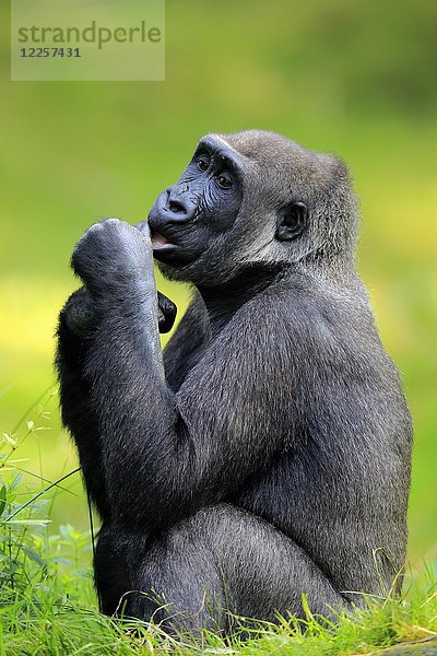 Westlicher Flachlandgorilla (Gorilla gorilla gorilla)  weiblich  sitzt im Gras  in Gefangenschaft
