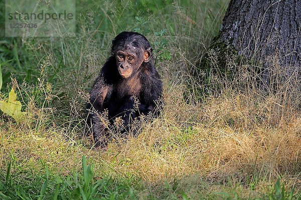 Bonobo (Pan Paniscus)  Jungtier sitzt auf einer Wiese  in Gefangenschaft