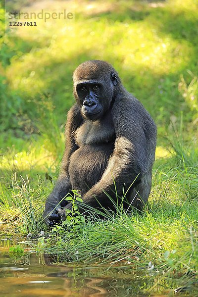 Westlicher Flachlandgorilla (Gorilla gorilla gorilla)  erwachsenes Weibchen sitzt am Wasser  in Gefangenschaft