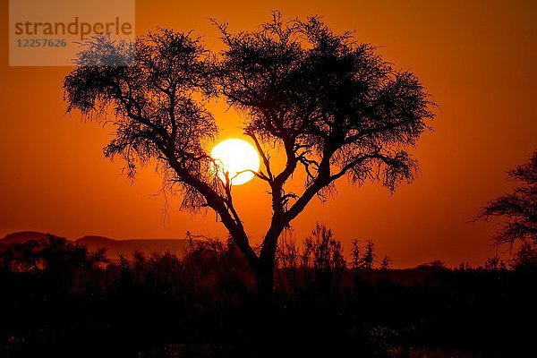 Sonnenuntergang hinter einer Akazie  Gondwana Namib Park  nahe Sesriem  Hardap Region  Namibia  Afrika
