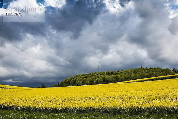 Aufziehendes Gewitter und blühendes Rapsfeld  bei Salem  Bodensee  Baden-Württemberg  Deutschland  Europa