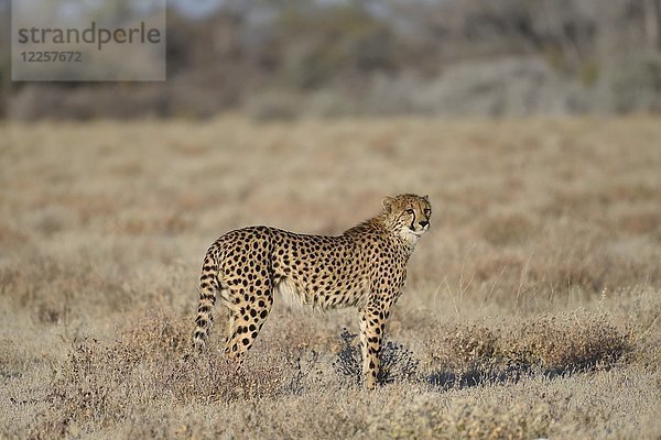 Gepard (Acinonyx jubatus)  Etosha-Nationalpark  Namibia  Afrika