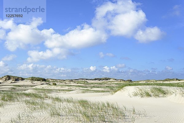 Dünenlandschaft  Norderney  Ostfriesische Inseln  Nordsee  Niedersachsen  Deutschland  Europa