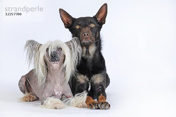 Chinese Crested Hairless Dog  Rüde und Australian Kelpie  choko-tan  Rüde  sitzen nebeneinander