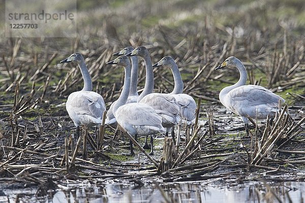 Singschwäne (Cygnus cygnus) auf abgeerntetem Maisfeld  Emsland  Niedersachsen  Deutschland  Europa