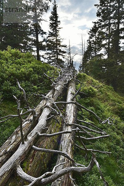Totholz im Nadelwald  Nonsjöchl  Weerberg  Tirol  Österreich  Europa