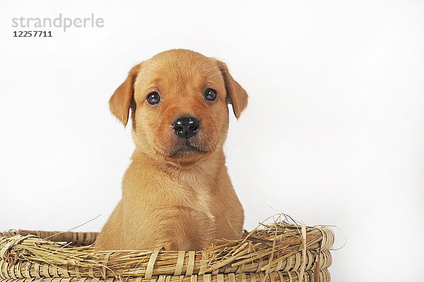 Labrador Retriever  gelb  Welpe  fünf Wochen alt  sitzt in einem Korb  Studioaufnahme