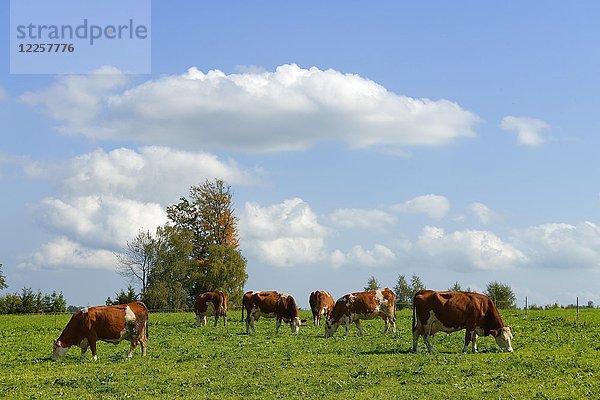Kühe auf der Weide  Wackersberg  Oberbayern  Bayern  Deutschland  Europa
