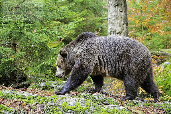 Europäischer Braunbär (Ursus arctos arctos)  läuft über Felsen  im Herbst  Nationalpark Bayerischer Wald  Deutschland  Europa