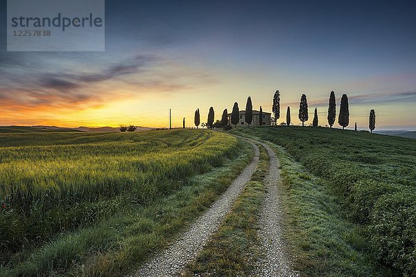 Toskana Landschaft mit Zypressen und Gehöft bei Sonnenaufgang  Morgengrauen  San Quirico d'Orcia  Val d'Orcia  Toskana  Italien  Europa