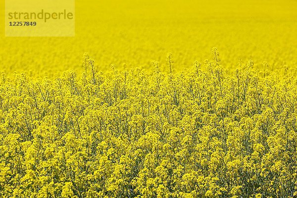 Raps (Brassica napus)  blühendes Feld  Sachsen  Deutschland  Europa