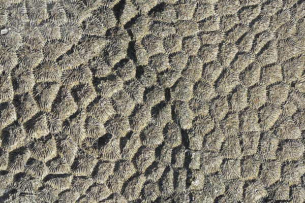 Korallen Fossil Textur Hintergrund  Marsa Alam  Ägypten  Afrika