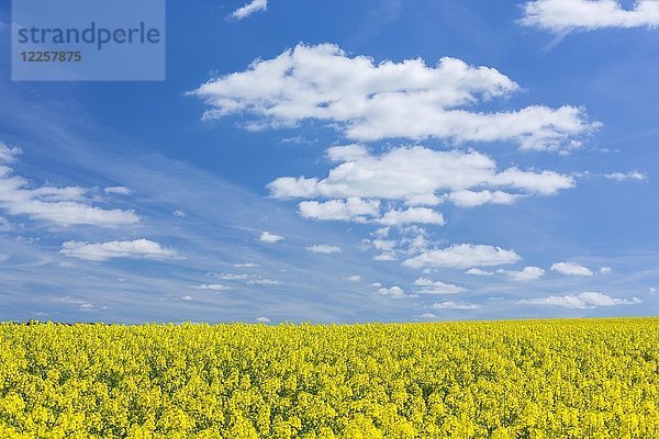 Blühendes Rapsfeld  blauer Himmel mit Wolken  Sachsen  Deutschland  Europa